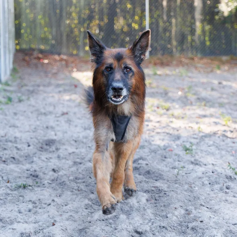 A senior large-sized male Black German Shepherd Dog dog named Nyles for adoption in Gainesville, FL
