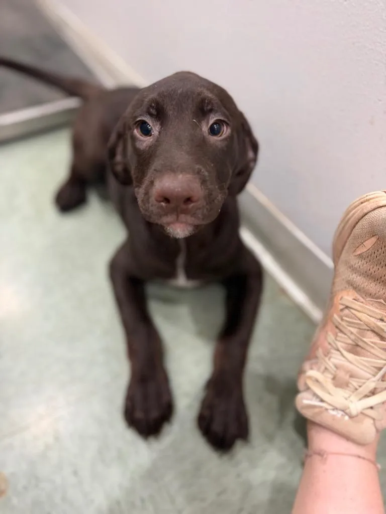 A baby medium-sized female Mixed Breed dog named Lucky for adoption in Danielsville, GA