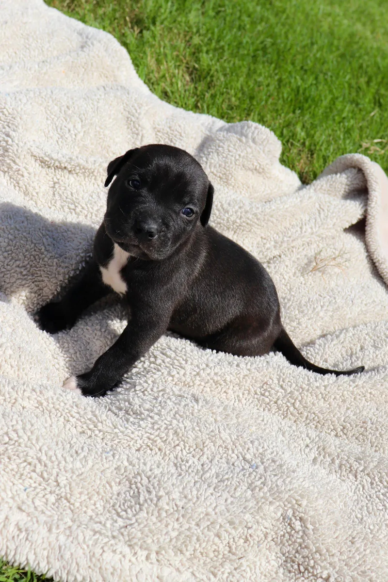 A baby medium-sized male American Staffordshire Terrier dog named Duncan The Sweetest for adoption in Atlanta, GA