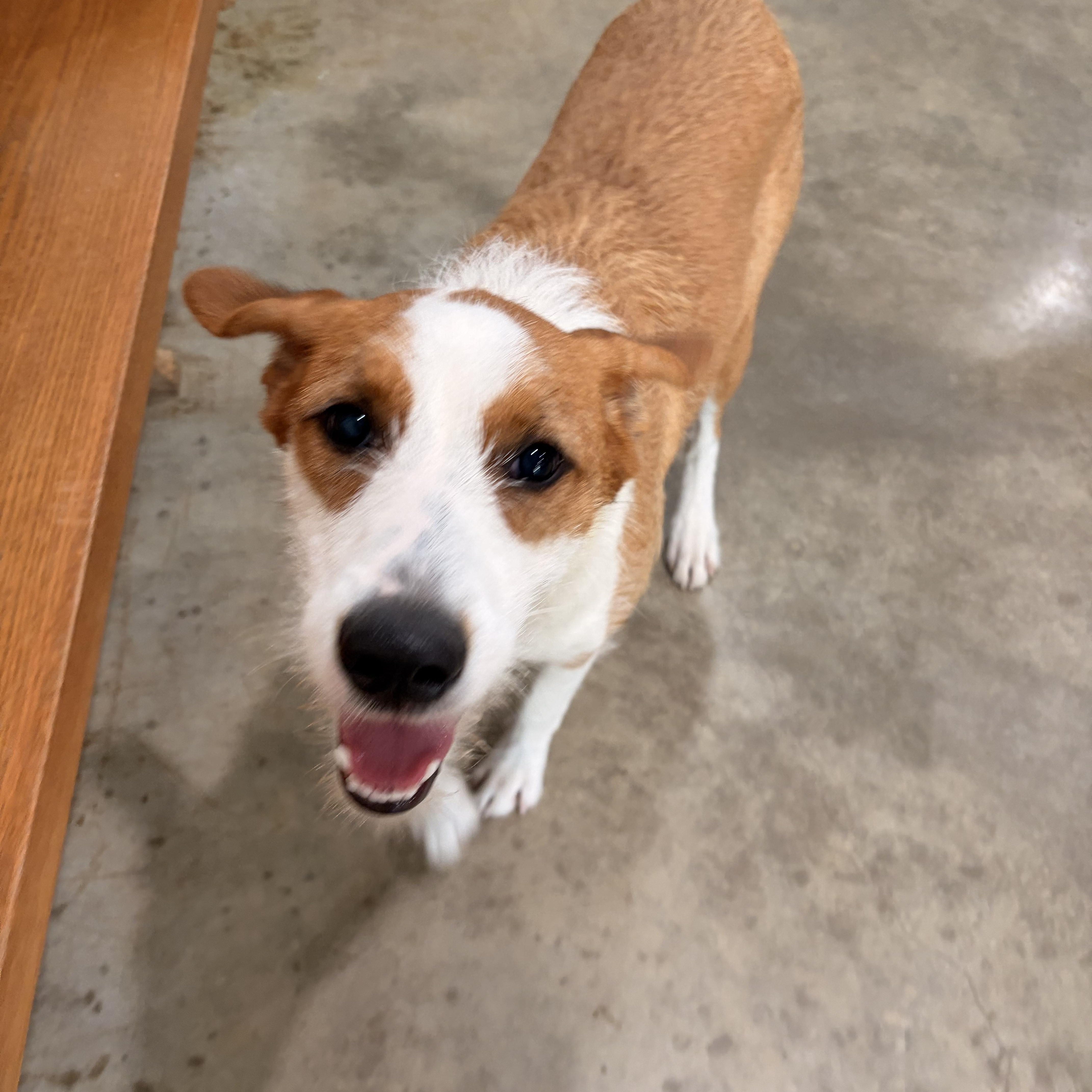 A young medium-sized female Jack Russell Terrier dog named Sadie for adoption in Melbourne, AR