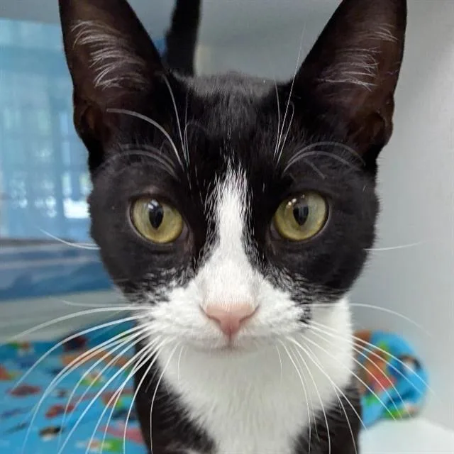A young small-sized male Domestic Short Hair cat named Puffin for adoption in Centerville, MA