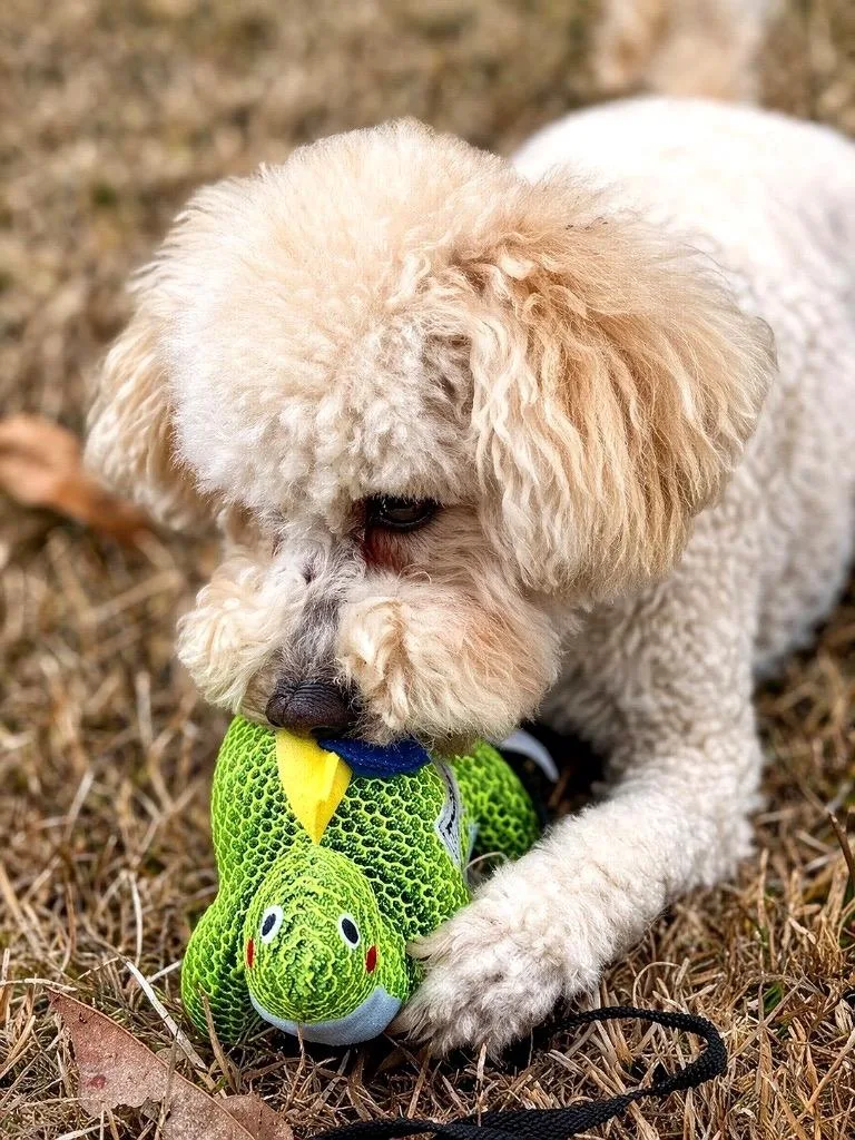 A young small-sized male Bichon Frise dog named Kongo for adoption in Princeton, MA