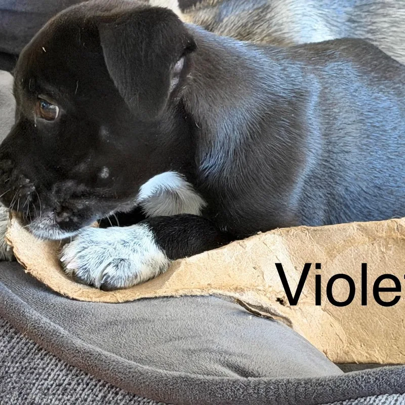 Violet Blossom thumbnail 2