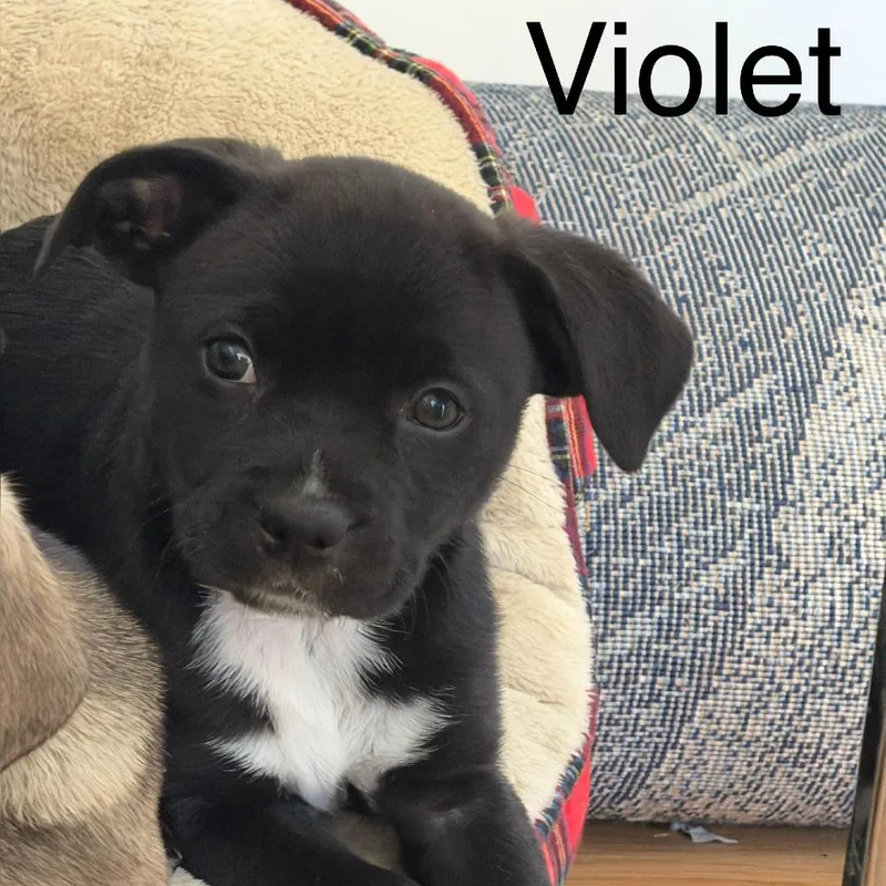 Violet Blossom thumbnail 3
