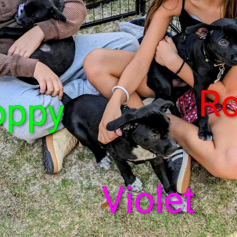 Violet Blossom thumbnail 4