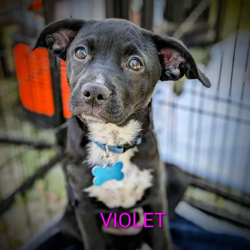 Violet Blossom thumbnail 5