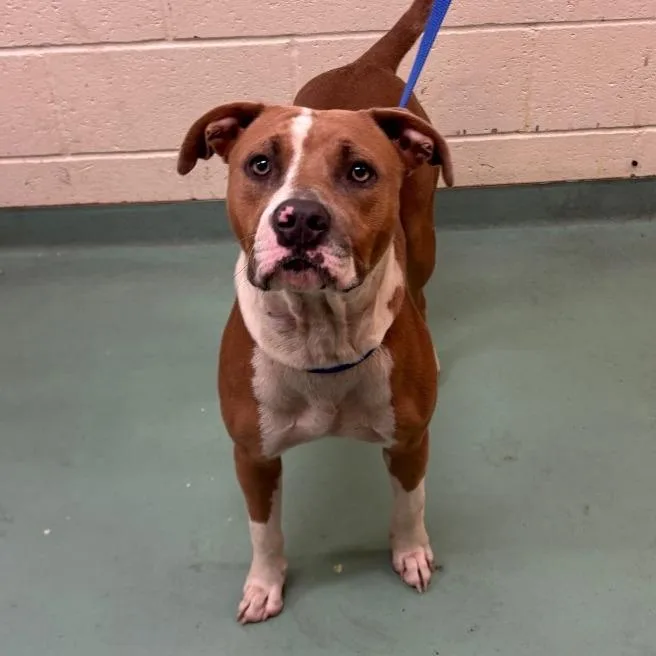 A young medium-sized male Brown / Chocolate Mixed Breed dog named Rex for adoption in Memphis, TN