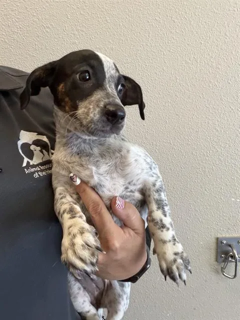 A baby small-sized female Parson Russell Terrier dog named Francesca for adoption in Ontario, CA