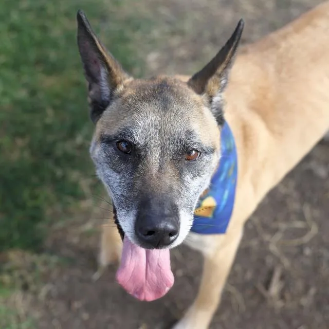 An adult medium-sized male Shepherd dog named Chase for adoption in San Antonio, TX