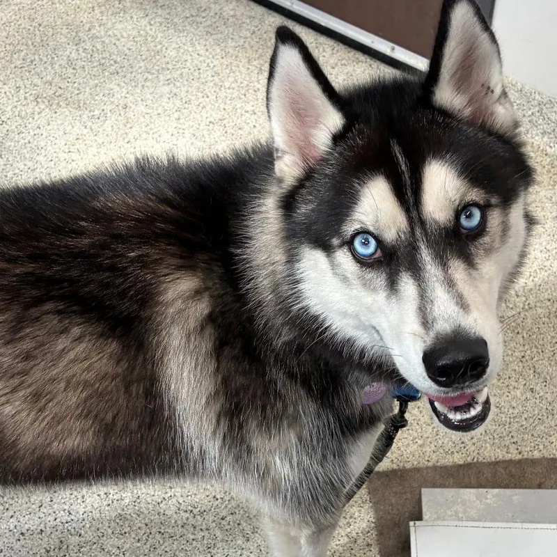 An adult medium-sized male Husky dog named EPACJames for adoption in Oak Park, IL
