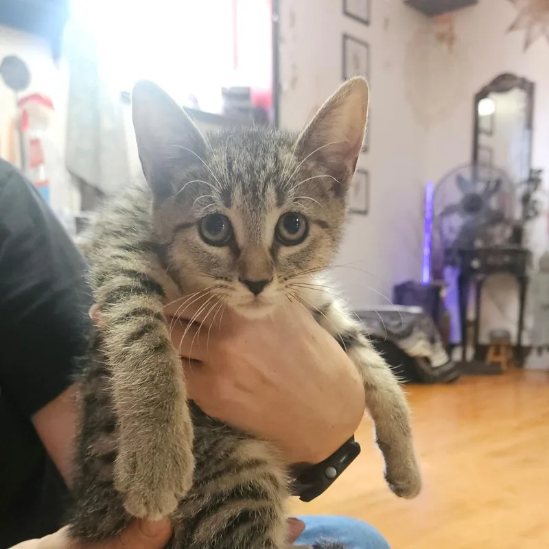 Mini the Tabby