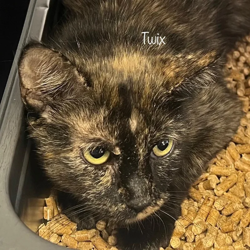 A young medium-sized female Black Domestic Short Hair cat named Twix for adoption in Madisonville, TN
