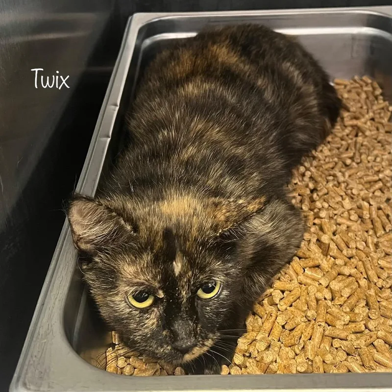 Twix thumbnail 2