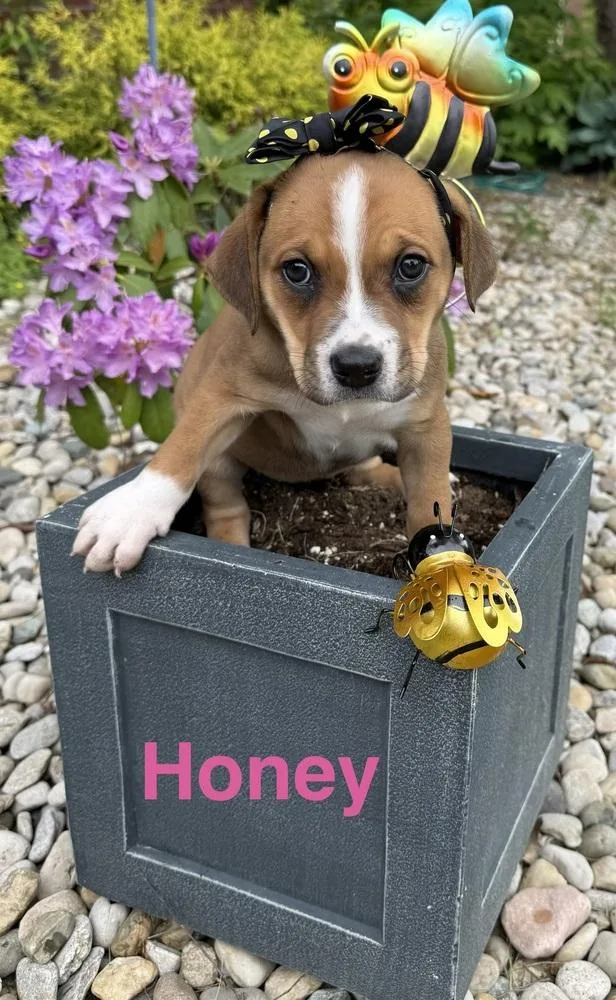 Buzzing Bees : Honey thumbnail 2