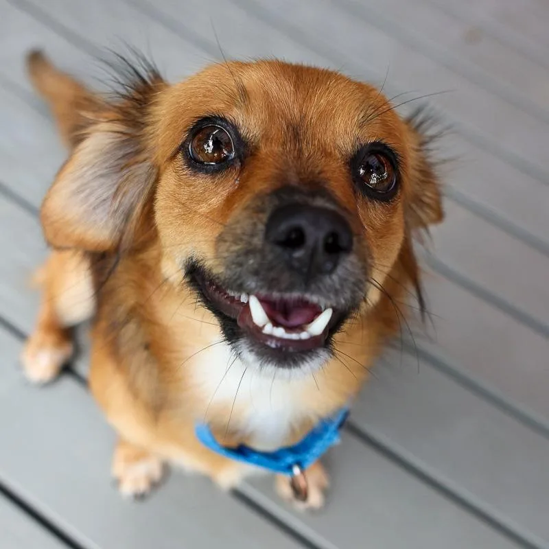 An adult small-sized female Brown / Chocolate Chihuahua dog named Rainbow for adoption in Bradenton, FL