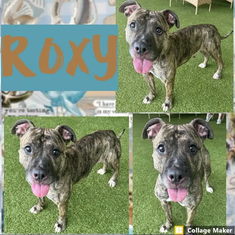 An adult medium-sized female Terrier dog named Roxy for adoption in Clearfield, PA