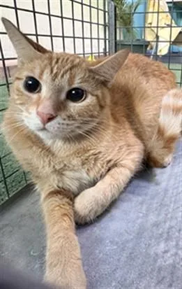 A young medium-sized female Domestic Short Hair cat named Cantaloupe for adoption in Baldwin Park, CA