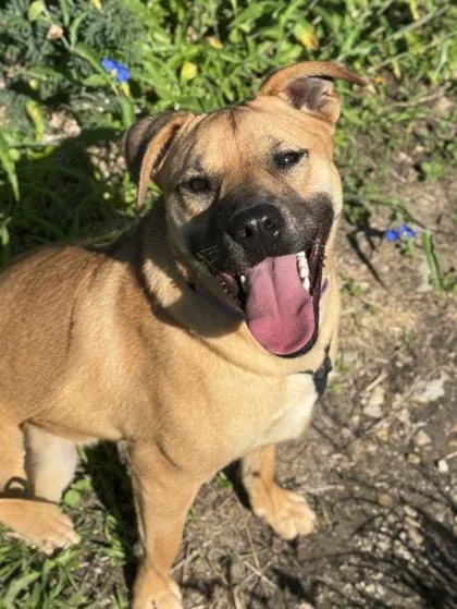 An adult large-sized female Shepherd dog named Shelly for adoption in San Antonio, TX