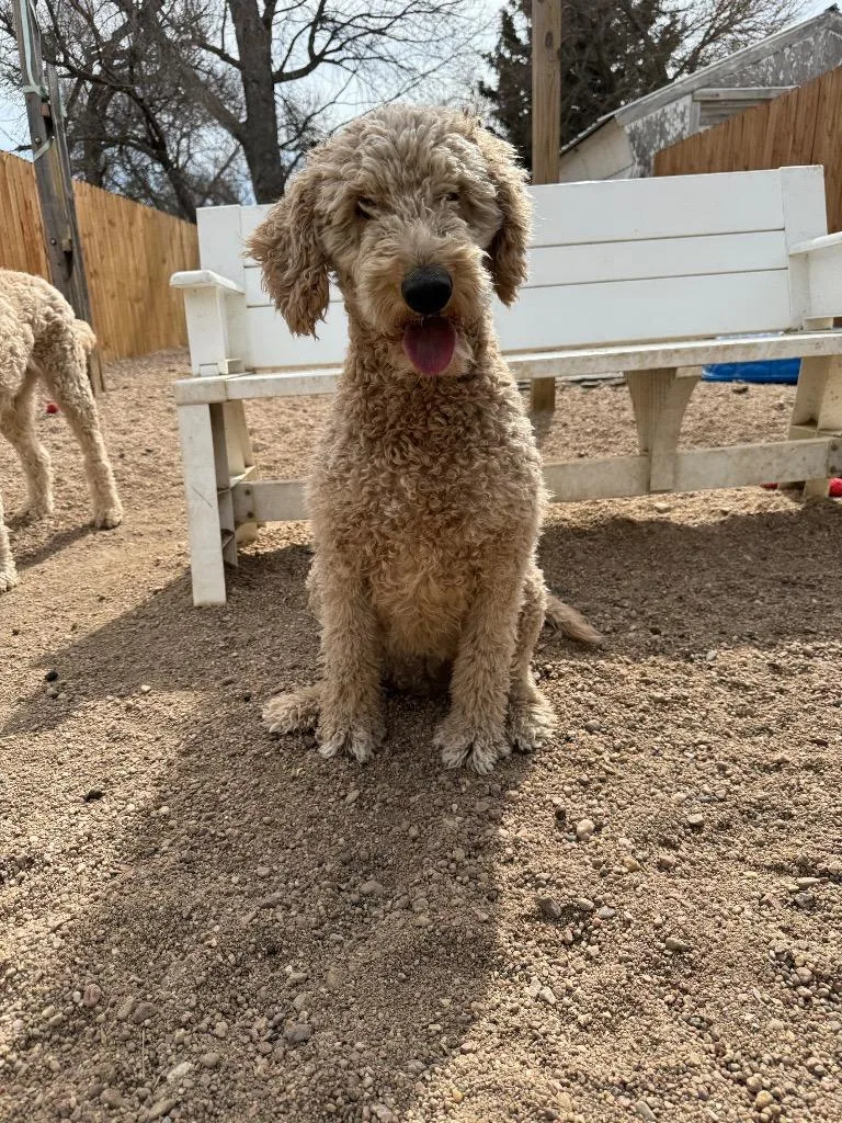 An adult large-sized female Golden Retriever dog named Daisy for adoption in Hastings, NE