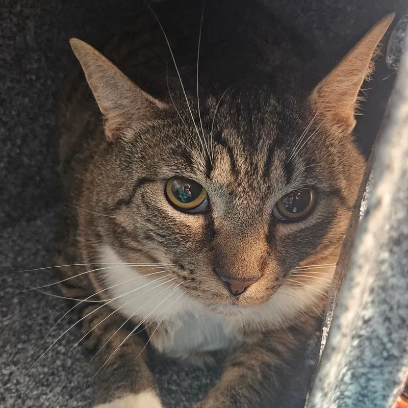 An adult extra large-sized male Brown / Chocolate Domestic Short Hair cat named Bailey for adoption in Birdsboro, PA