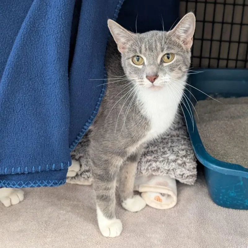 A young medium-sized female Gray / Blue / Silver Domestic Short Hair cat named Wild Twist for adoption in Chicago, IL