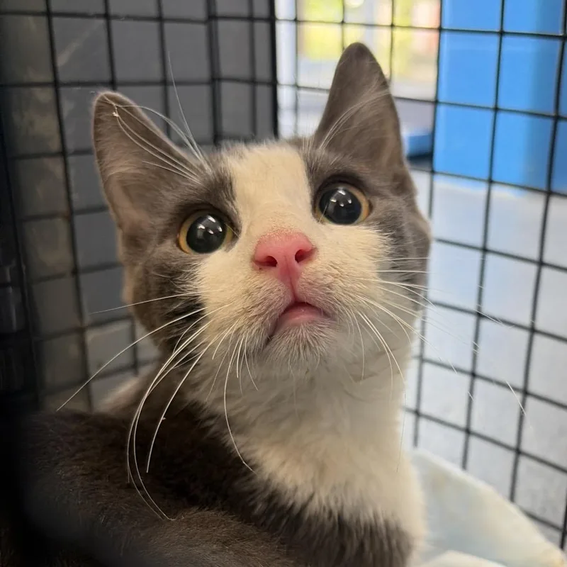 A young small-sized male Domestic Short Hair cat named Ember for adoption in Montgomery, AL