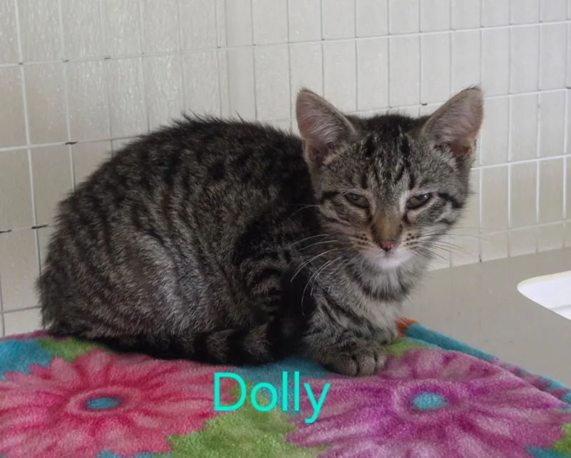 A young medium-sized female Domestic Short Hair cat named Dolly for adoption in Williamsburg, IA
