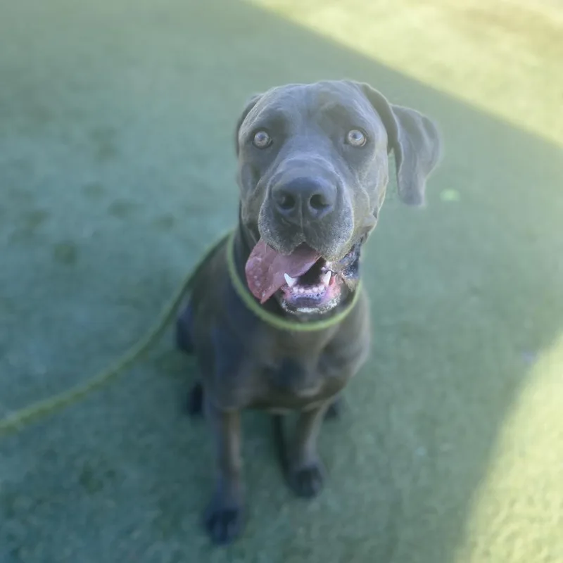 Gia