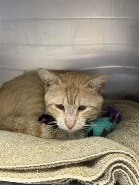 An adult medium-sized male Domestic Short Hair cat named Darwin for adoption in San Jose, CA