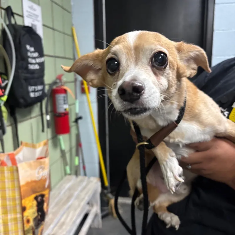 A senior small-sized male Yellow / Tan / Blond / Fawn Chihuahua dog named Snickers for adoption in Las Vegas, NV