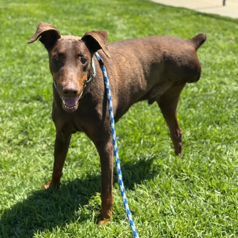 A senior large-sized male Brown / Chocolate Doberman Pinscher dog named Canelo for adoption in Santa Barbara, CA