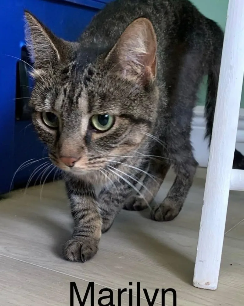 An adult small-sized female Brown / Chocolate Domestic Short Hair cat named Marilyn for adoption in Largo, FL
