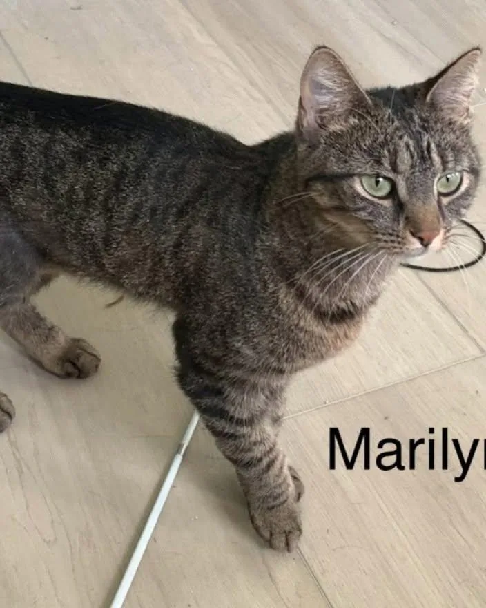 Marilyn thumbnail 2