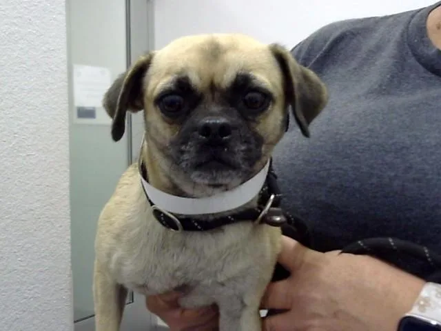 An adult small-sized female Pug dog named Sugar Plum for adoption in Mesa, AZ