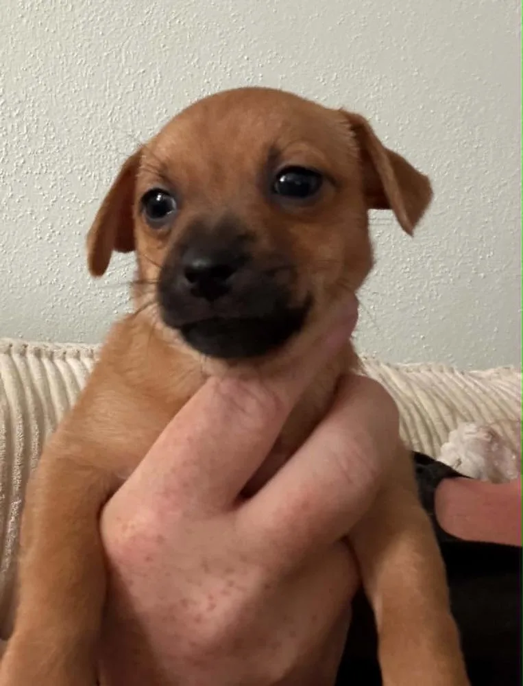 A baby small-sized female Brown / Chocolate Chihuahua dog named Java for adoption in Dutton, VA