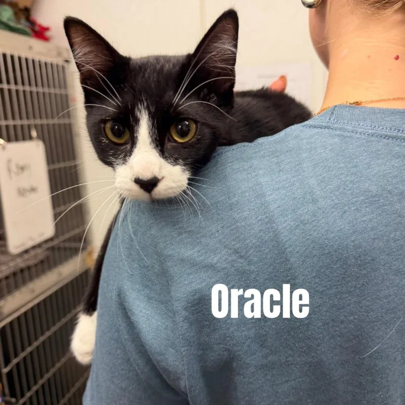 A young small-sized female Black Domestic Short Hair cat named Oracle for adoption in Buffalo, MN