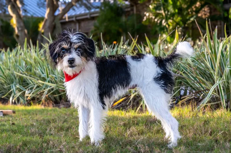 A young small-sized female Terrier dog named Wisp for adoption in Myakka City, FL