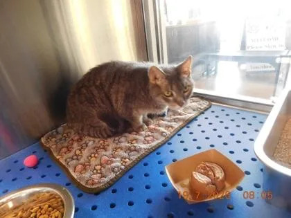 A senior medium-sized female Domestic Short Hair cat named Pewter for adoption in North Richland Hills, TX