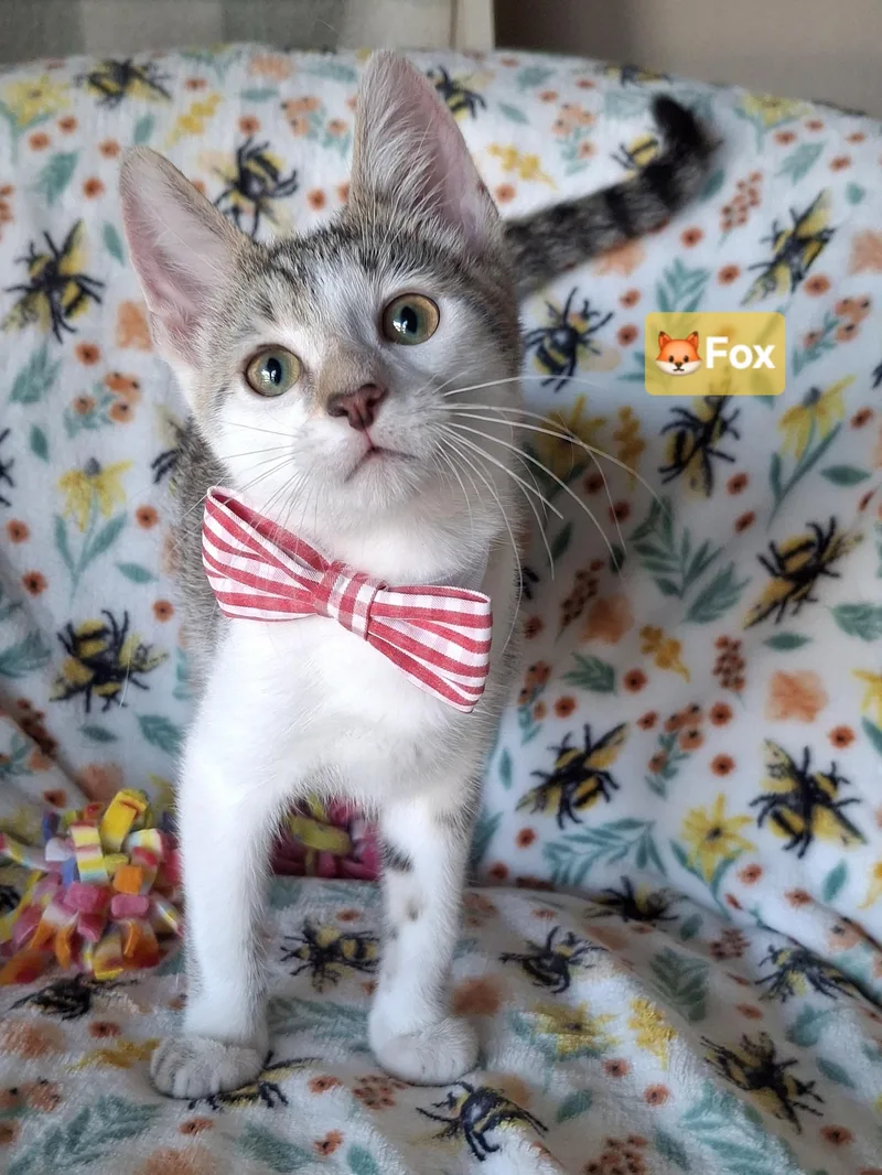 A baby small-sized male Tabby (Brown / Chocolate) Domestic Short Hair cat named :::fox::: for adoption in Yorba Linda, CA
