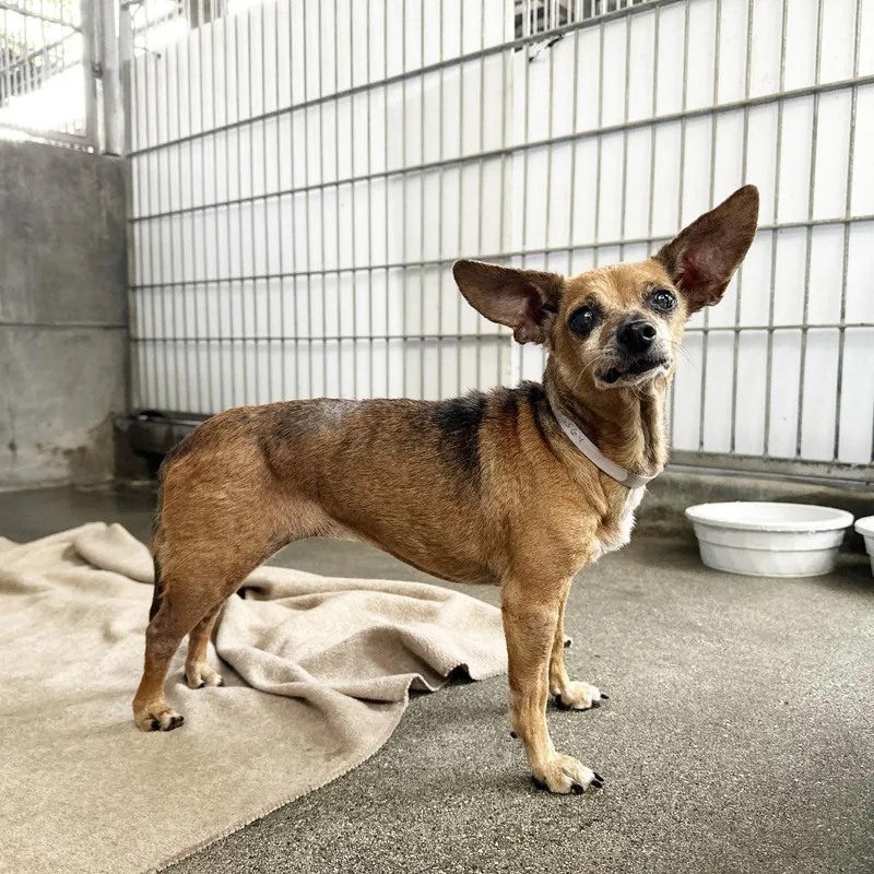 A senior small-sized female Chihuahua dog named Concha for adoption in Ramona, CA