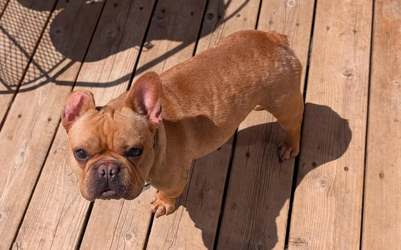 A young small-sized male Apricot / Beige French Bulldog dog named Winter for adoption in Benton, KS