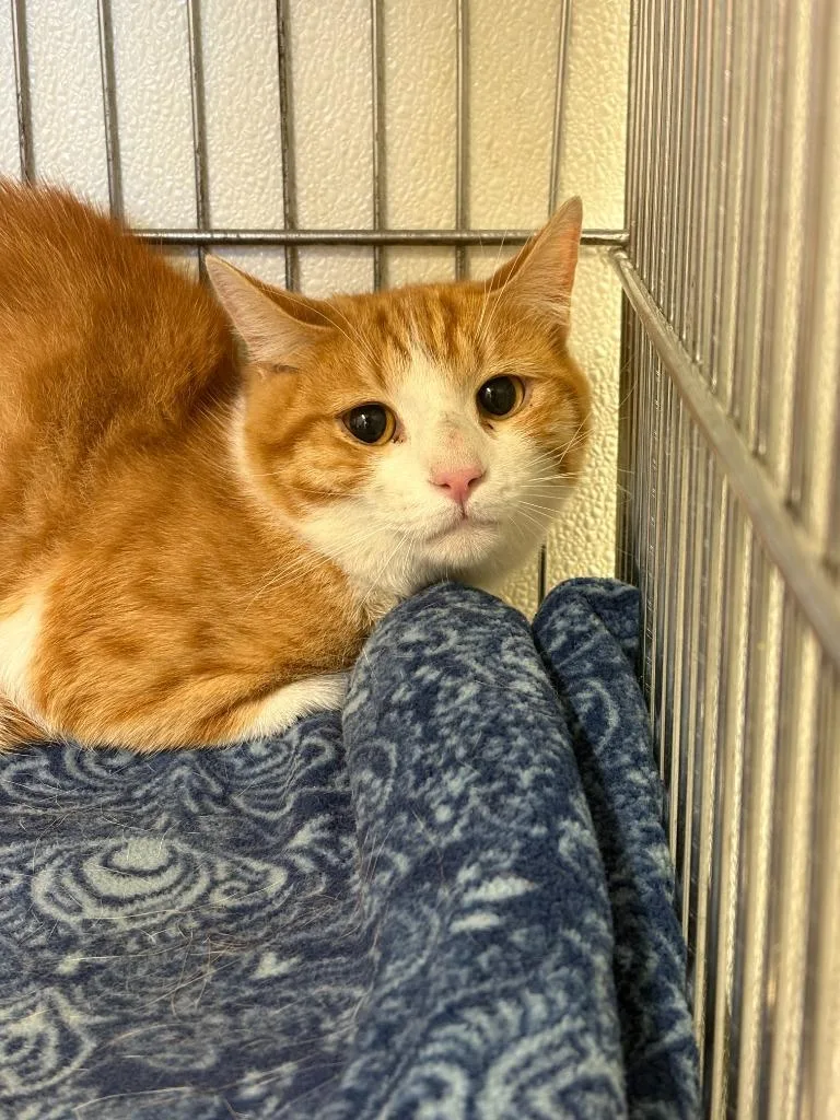A young medium-sized male Domestic Short Hair cat named Slinky for adoption in Rock Springs, WY