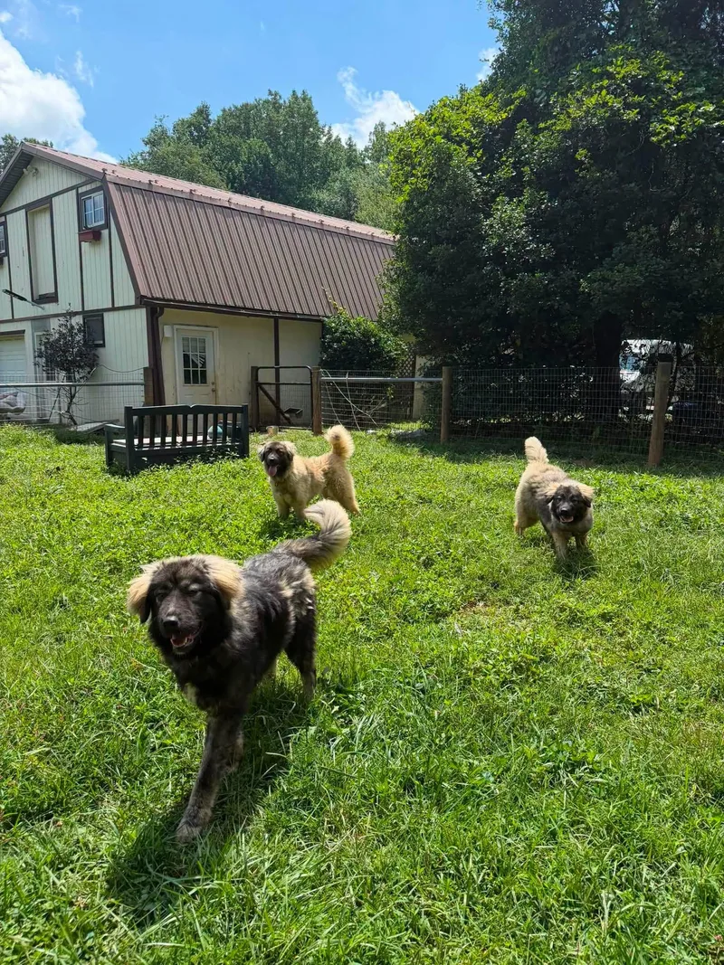 A young extra large-sized female Caucasian Sheepdog / Caucasian Ovtcharka dog named Power Puff Girls for adoption in Salisbury, MD