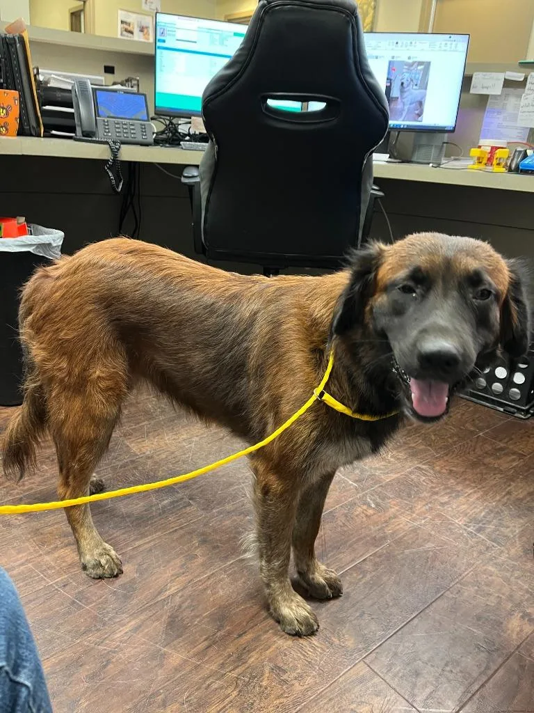 A young large-sized female Shepherd dog named Dog Kennel for adoption in Greenville, TX