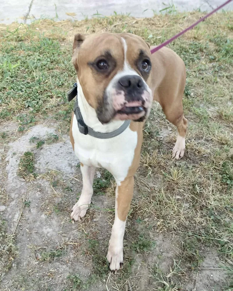 An adult large-sized male Boxer dog named Luke for adoption in Monticello, NY