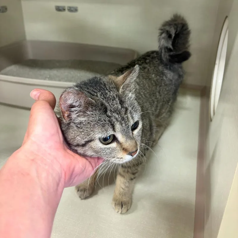 A young small-sized female Brown / Chocolate Domestic Short Hair cat named Piglet for adoption in St. Paul, MN