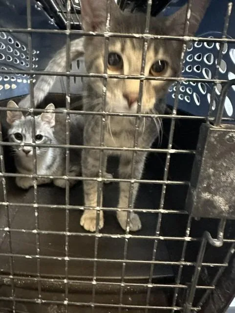 A baby medium-sized male Domestic Short Hair cat named Ash for adoption in Rome, GA