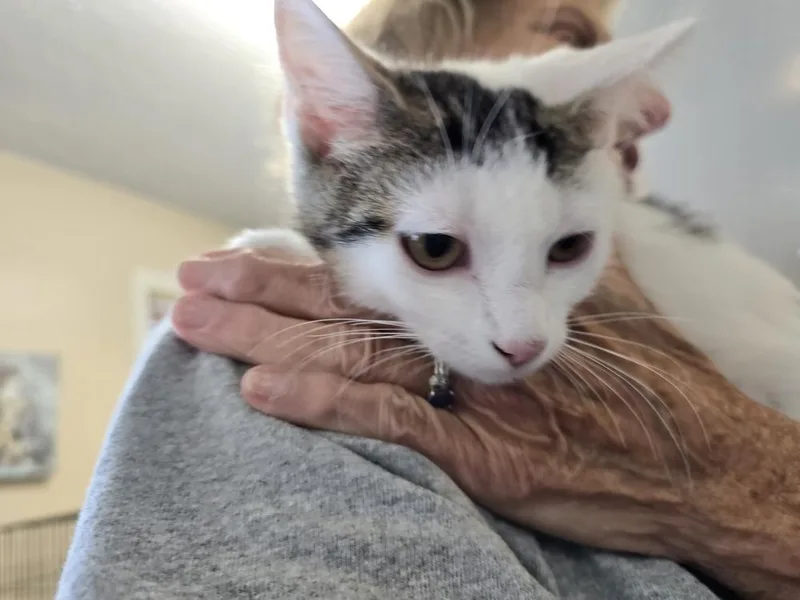 A baby small-sized female Gray & White Domestic Short Hair cat named Caitlin for adoption in Southbury, CT