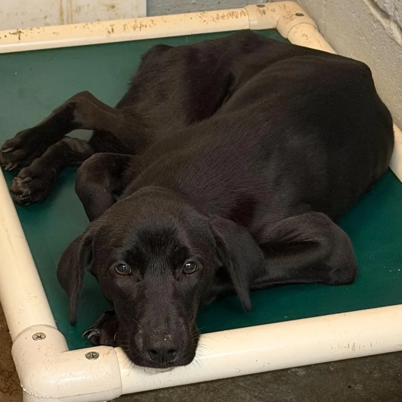 A baby medium-sized male Black Labrador Retriever dog named Trick for adoption in Elizabethtown, NC