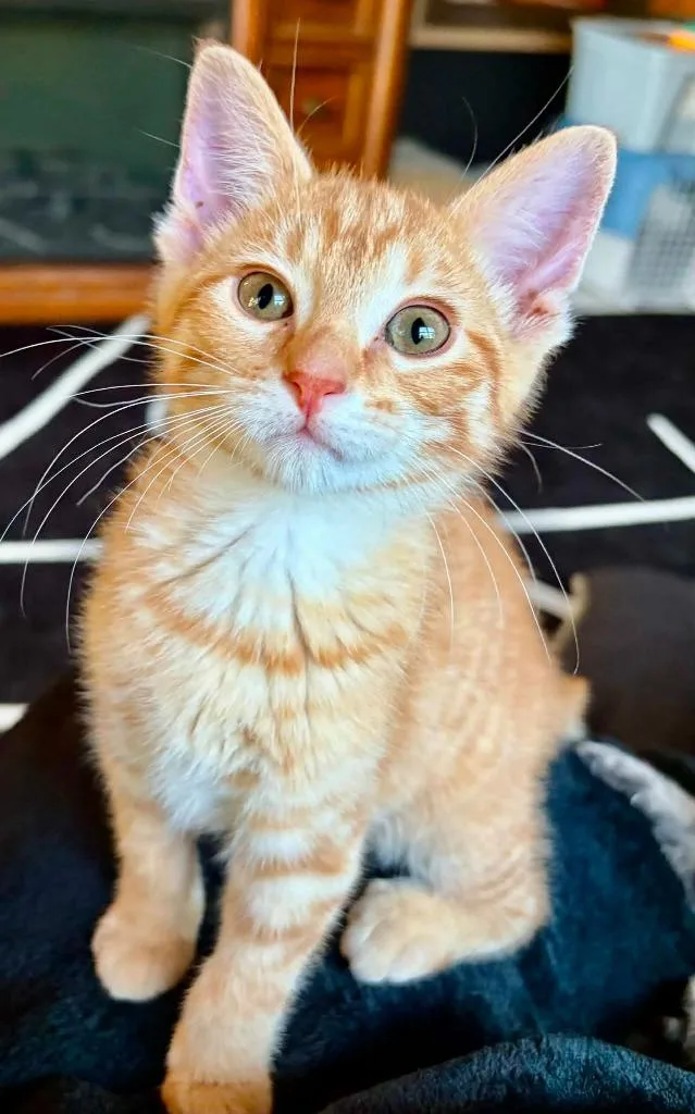 A baby small-sized male Domestic Short Hair cat named Oliver for adoption in Urbandale, IA
